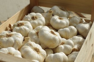 Kako pripremiti češnjak za čuvanje tijekom zime?