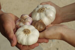 Bijeli luk kralj bašte i voćnjaka - štiti od štetočina i oboljenja