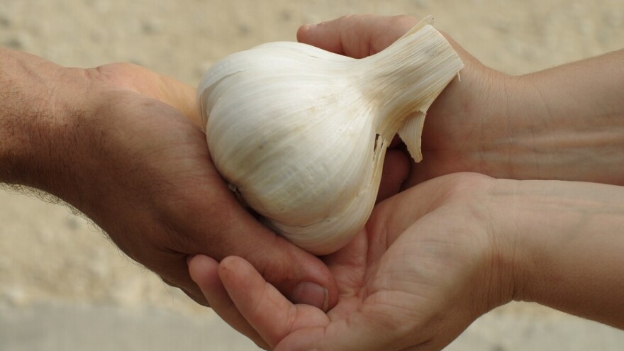 Slonovski bijeli luk: Sadi se kao i obični, ali je blažeg okusa