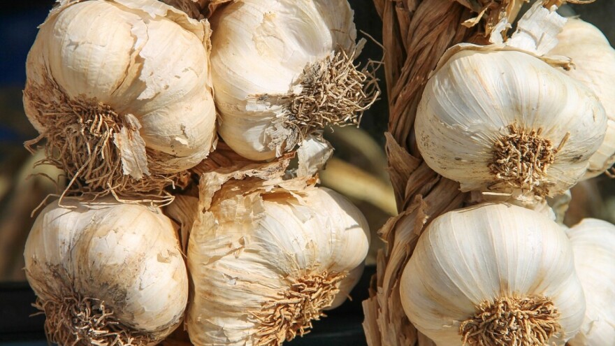 Suša: Početak sezone bijelog luka u Češkoj obilježen visokom cijenom