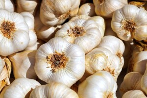 Planinčići u Sokocu uspješno uzgajaju bijeli luk - ići će u organsku proizvodnju?
