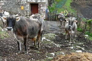 Gatačko goveče se vraća na staze sigurnog tradicionalnog uzgoja