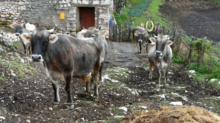 Gatačko goveče se vraća na staze sigurnog tradicionalnog uzgoja