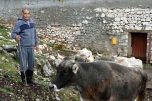 Domaćini, javite se: Bh. općina dijeli poticaje za seoski turizam, krava donosi prednost