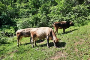 Poljoprivrednicima u Gacku do 2.000 KM poticaja po domaćinstvu