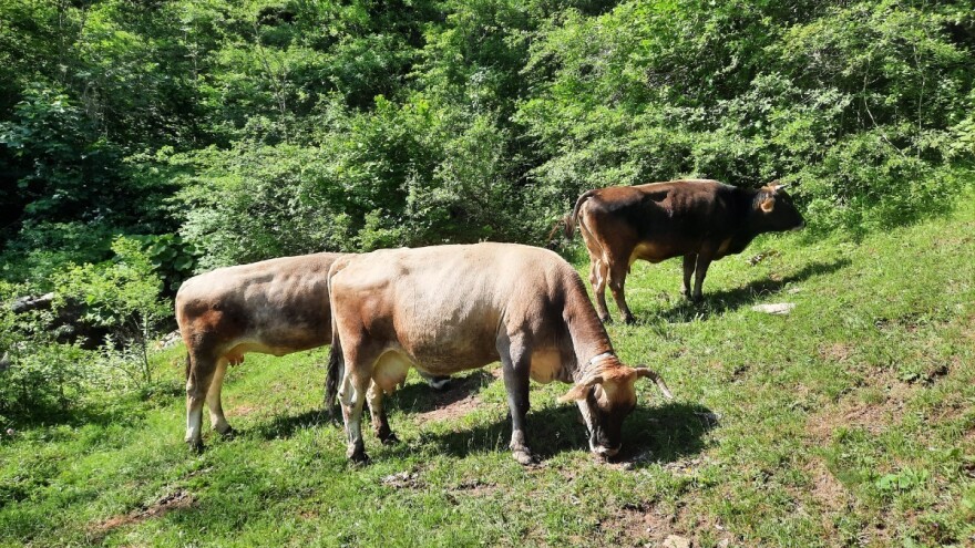 Poljoprivrednicima u Gacku do 2.000 KM poticaja po domaćinstvu