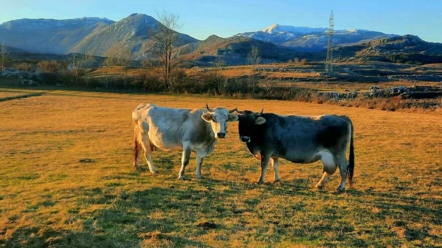 Najavljen prvi Međunarodni simpozij o stanju i zaštiti autohtonih pasmina