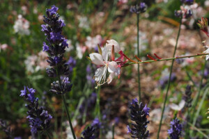 Gaura - grmolike biljke koje osvajaju dvorišta