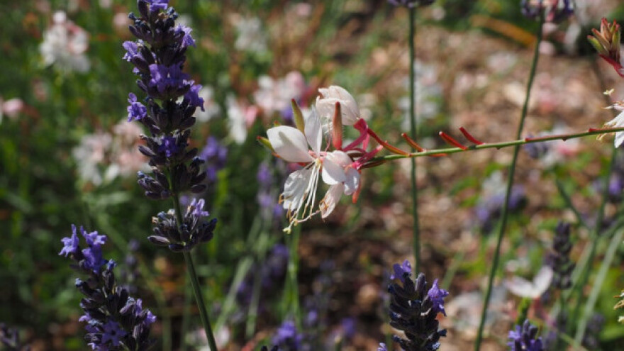 Gaura - grmolike biljke koje osvajaju dvorišta