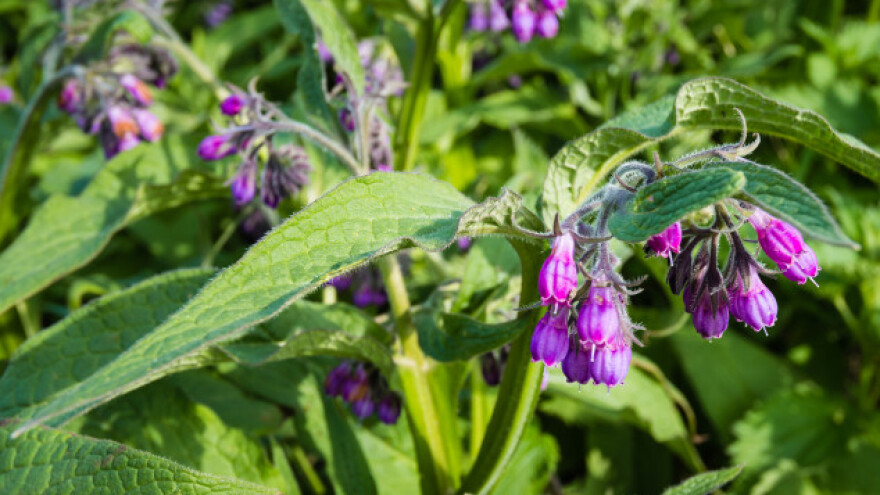 Gavez, lijek za čovjeka i hrana za biljke