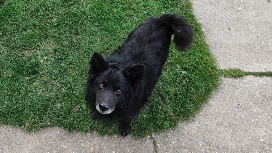 Razmišljanja jednog običnog seoskog pulina: Od ovaca do protesta