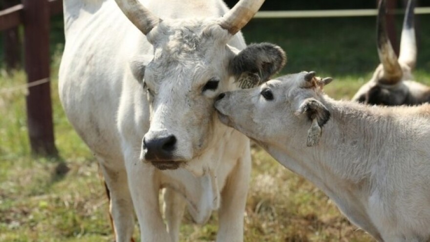 Gazdanapok - poljoprivredni sajam u Mađarskoj