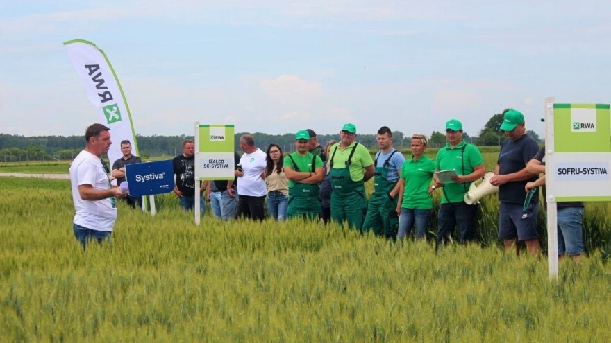 Unatoč nesklonom vremenu, RWA pšenice i u koprivničkom kraju obećavaju odlične prinose