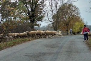 Novčana sredstva pomoći za poljoprivrednike i kako do njih?