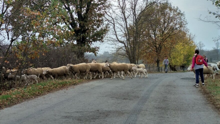 Novčana sredstva pomoći za poljoprivrednike i kako do njih?