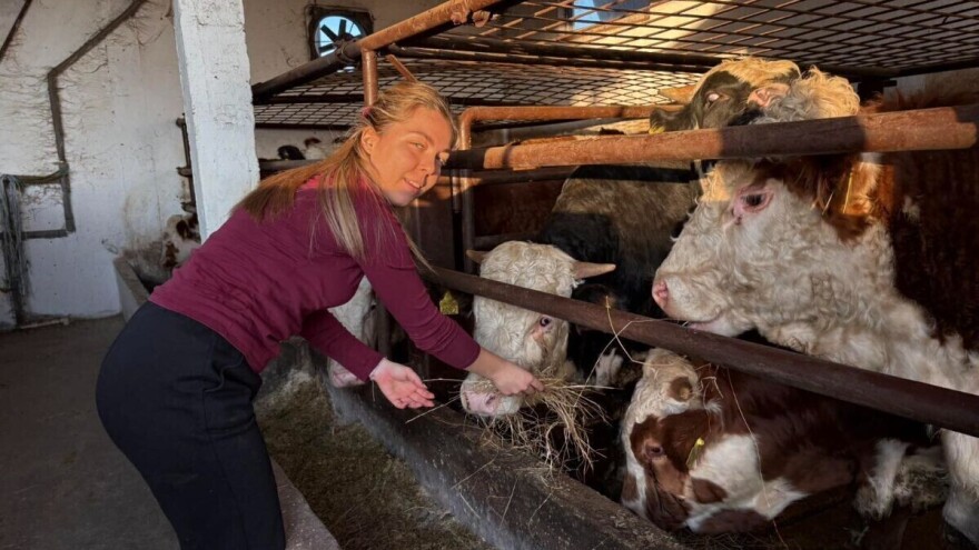 Jednostavan koncept za tov bikova i svinja znaju Gajići