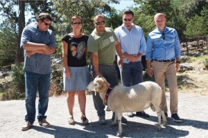 Ovan Marka Buvinića šampion izložbe ovaca u Gažulu