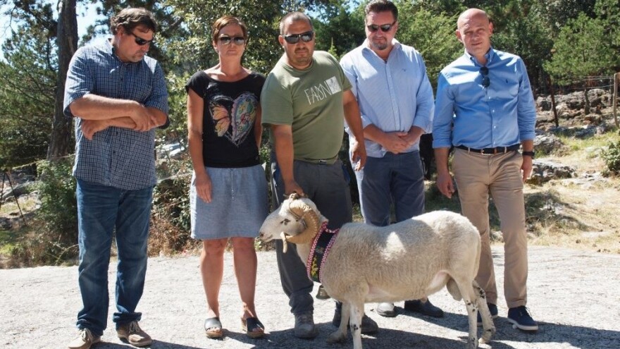 Ovan Marka Buvinića šampion izložbe ovaca u Gažulu