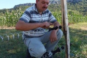 Divlje svinje idu u Požane