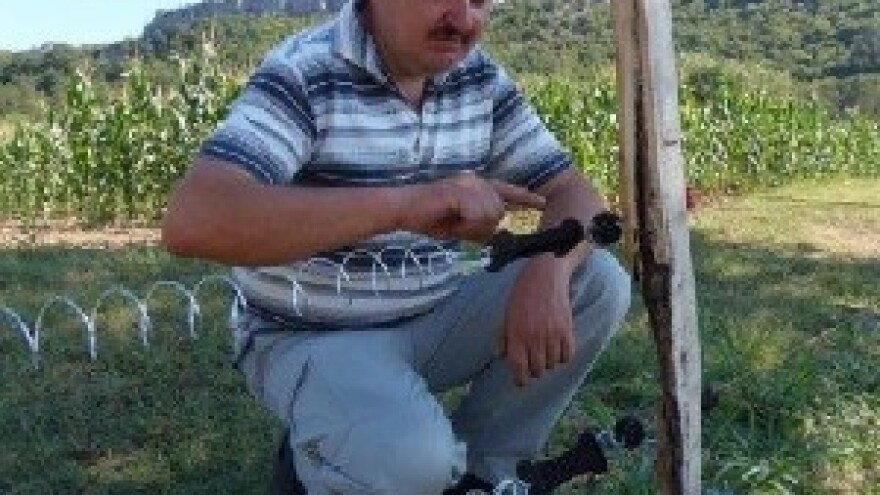 Divlje svinje idu u Požane