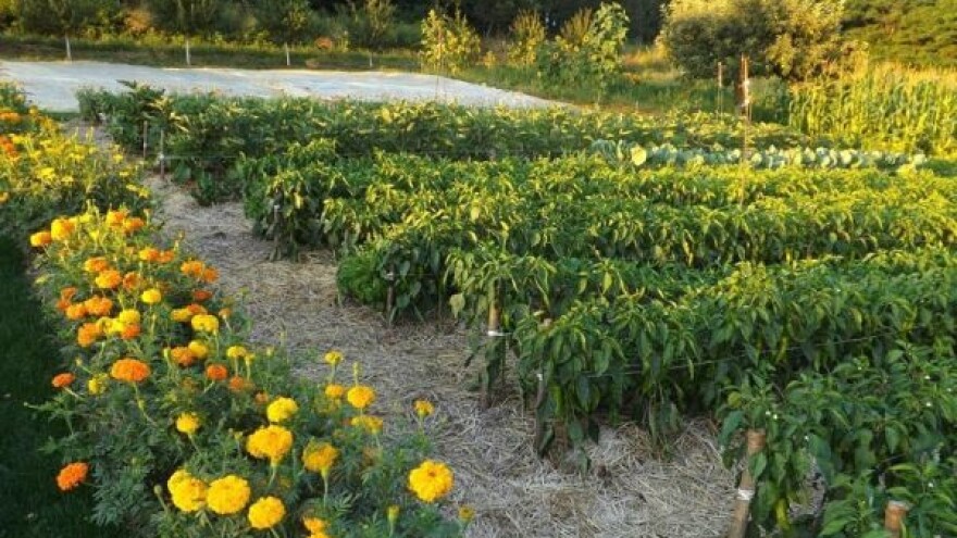 Gde saznati sve o organskoj proizvodnji?