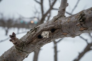 Gdje se skrivaju štetočine tokom zime?