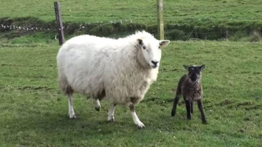 Križanac između koze i ovce - &quot;kovca&quot;