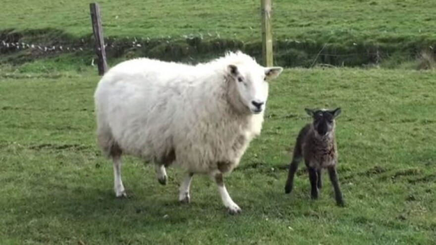 Hibrid koze i ovce - &quot;kovca&quot;