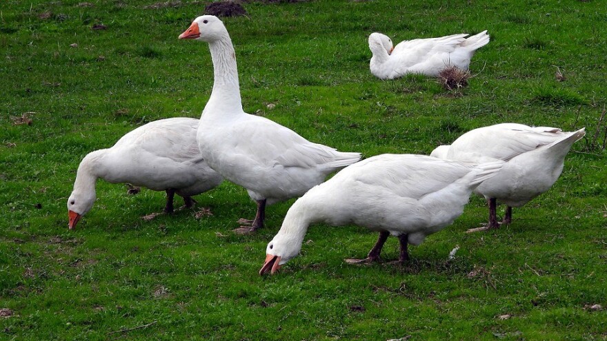 Uzgajanjem gusaka do zarade