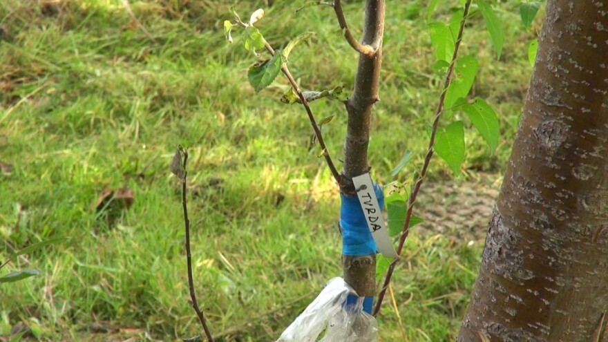 Jednom izgubljeni genetski kod teško je vratiti