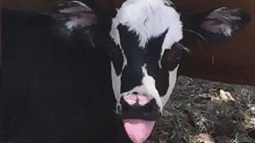 Rock kravica: Genie pljunuti Gene Simmons!