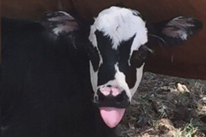 Rock kravica: Genie pljunuti Gene Simmons!