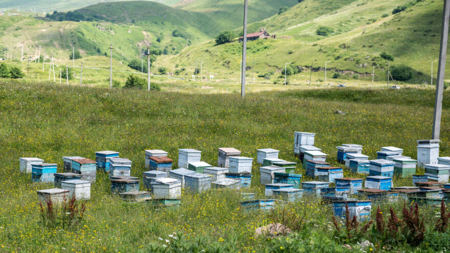 Da li će livadski med sa Stare planine dobiti oznaku geografskog porekla?