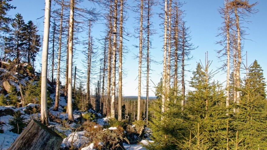 Vijeće EU: Hitno odrediti prioritete u cilju zaštite svjetskih šuma