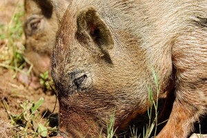 Divlje svinje pojele na tisuće mandarina i sve su bliže urbanim područjima