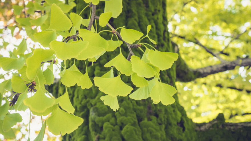 Ginko, prijatelj treće dobi stariji od dinosaura