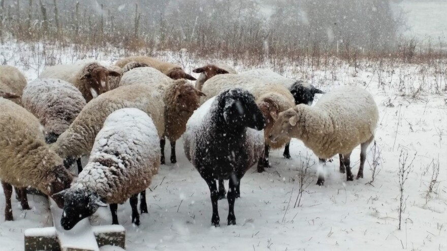 Hiljade ovaca u opštinama Krupa na Uni i Novi Grad zavijane i gladne!