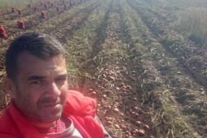 Dobro rodio i glamočki krompir - najbolje uspio onaj sađen 10.6.