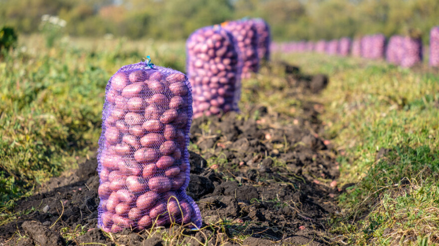 Nedžad Kovačević: Nema zemlje na kojoj glamočki krumpir ne uspijeva