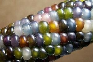 Upoznajte Glass Gem sortu kukuruza