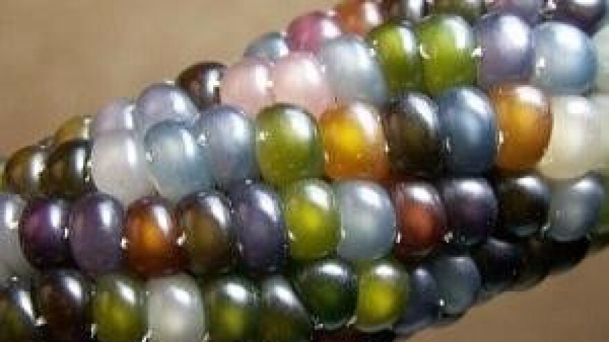 Upoznajte Glass Gem sortu kukuruza