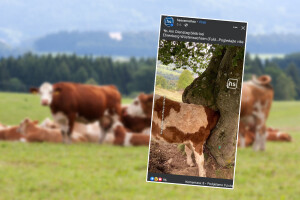 Mladom biku glava zapela u šupljini debla - kako su ga izvukli?