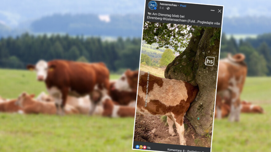 Mladom biku glava zapela u šupljini debla - kako su ga izvukli?