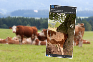 Mladom biku glava zapela u šupljini debla - kako su ga izvukli?