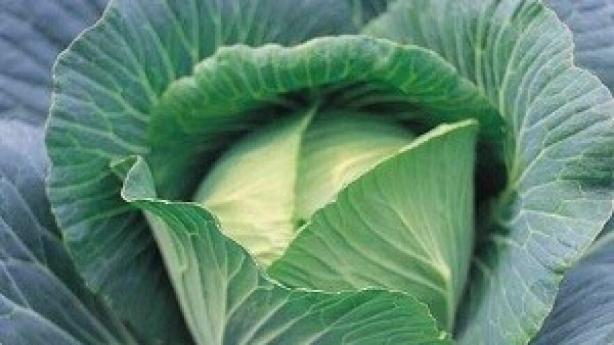 Rentabilna proizvodnja kupusa u Sinjskom polju