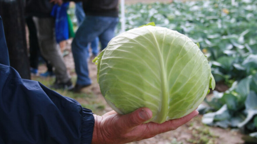 Kako proizvesti kvalitetan kupus?