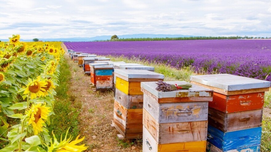 Utjecaj glifosata na ljude i oprašivače