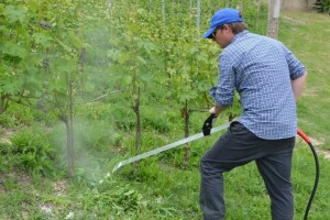 Alternativa glifosatu: Protiv korova biljnom pjenom, strujom i elektromagnetskim valovima