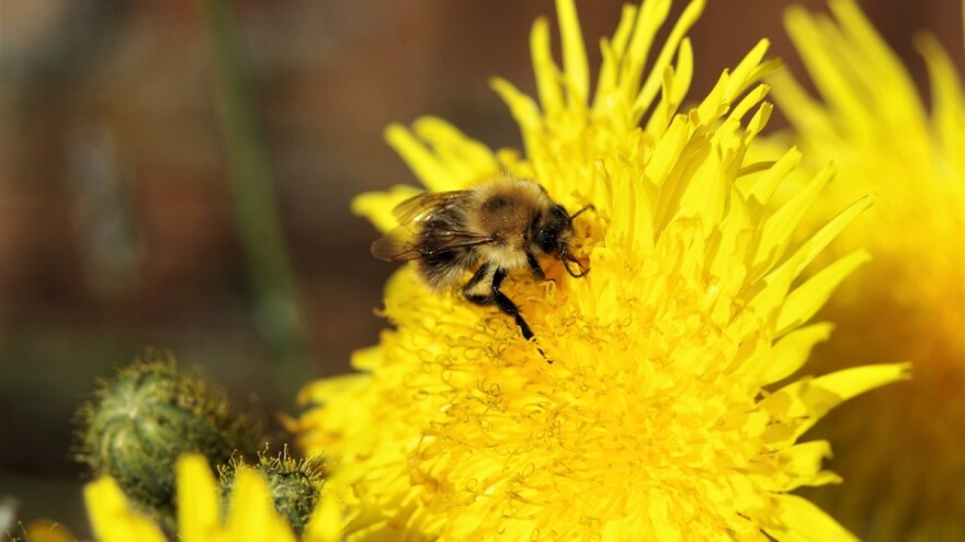 Glifosat: Ubojica korova povezan s pomorom pčela