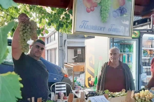Vinova loza kod Glišića sorte afus ali dala grozd od skoro četiri kilograma